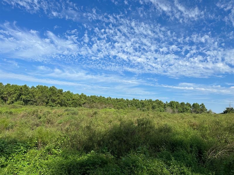 10 Acres on Damascus Church Hwy : Alma : Bacon County : Georgia