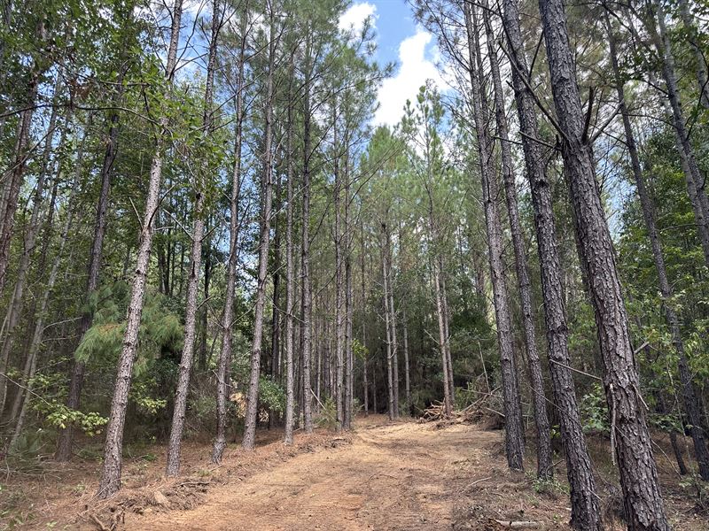 Sand Bottom Road Tract : Peterman : Monroe County : Alabama