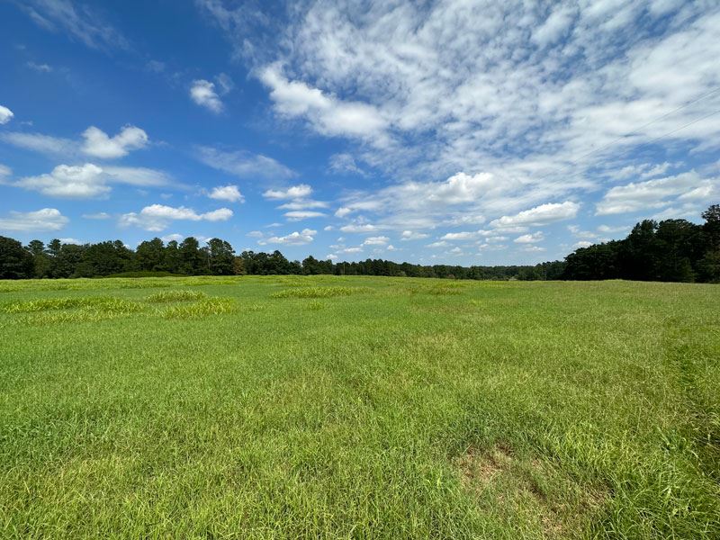 21 Acres Open Pasture : Louisville : Jefferson County : Georgia
