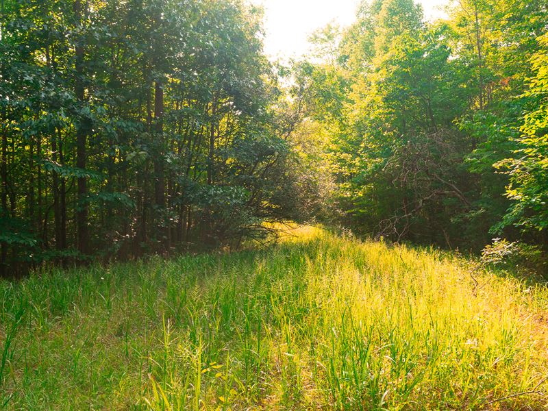 Pristine 60 Acre Hunting Paradise : Oak Hill : Jackson County : Ohio