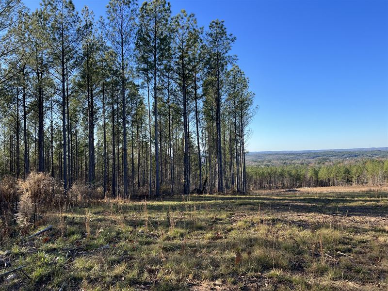 960 Acres in Remlap, AL : Remlap : Blount County : Alabama