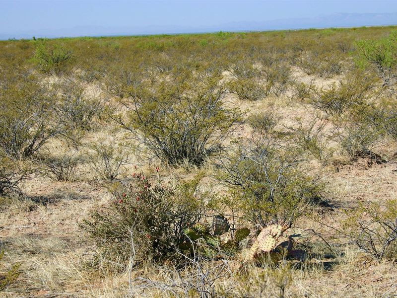 Remote 20 Acres of Freedom : Fort Hancock : Hudspeth County : Texas
