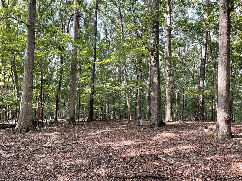 20 Acres, Banks County, Georgia : Alto : Banks County : Georgia