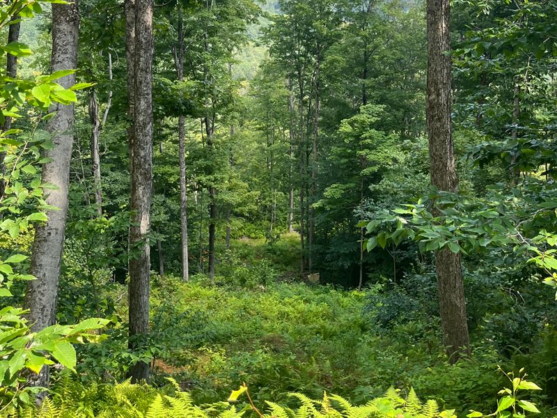 Shaws Corner Forest : Surry : Cheshire County : New Hampshire