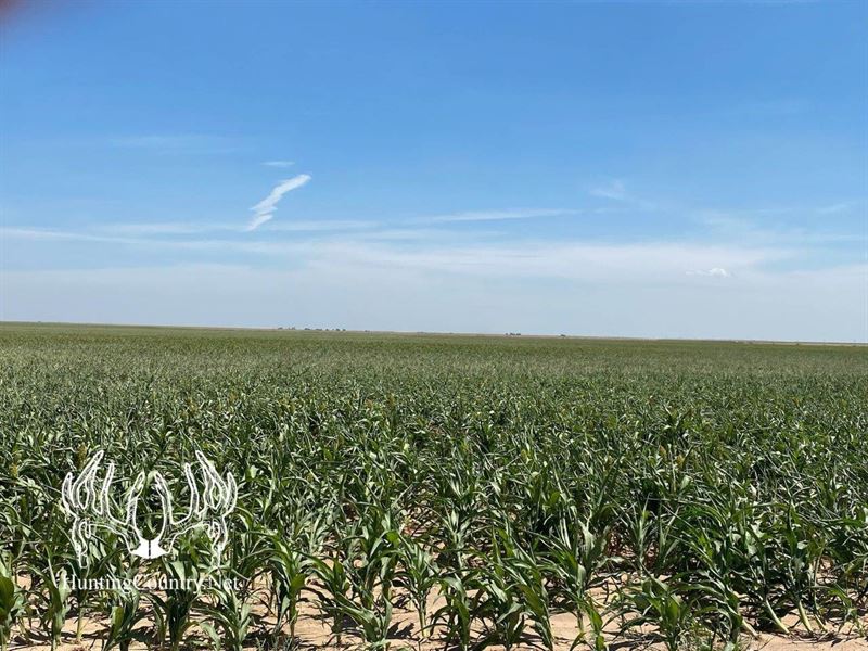 1,894 Acres M/L Morton County, KS : Elkhart : Morton County : Kansas