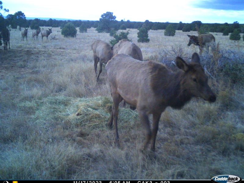 Torreon Mountain Retreat : Torreon : Torrance County : New Mexico