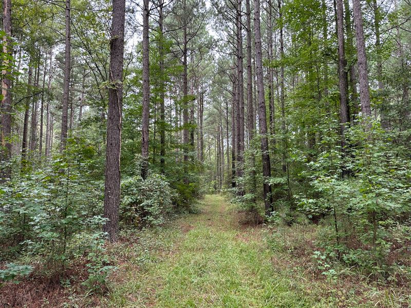 205 Ac Timber and Hunting Property : Thomson : McDuffie County : Georgia