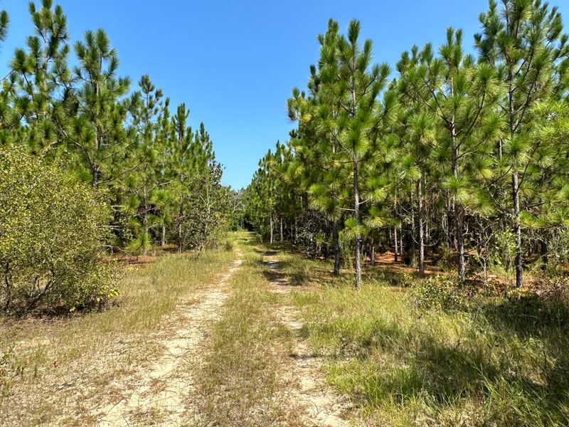 72 Acres Planted Pines : Gibson : Glascock County : Georgia