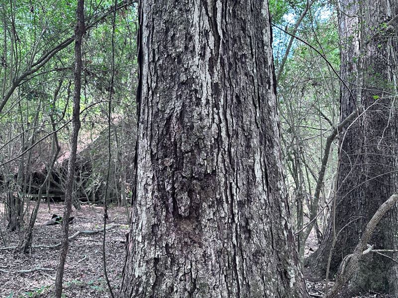 37.5 Acres in Simpson County : Braxton : Simpson County : Mississippi