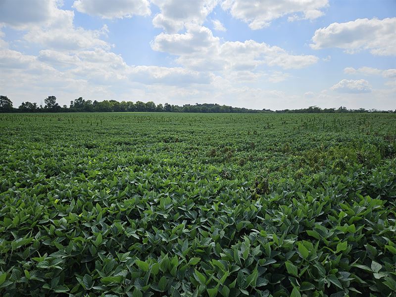 343 Acre Productive Grain Farm : Oxford : Butler County : Ohio