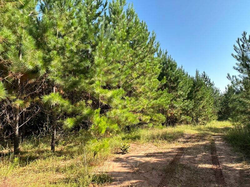 254 Ac Timber Investment / Hunting : Sandersville : Washington County : Georgia