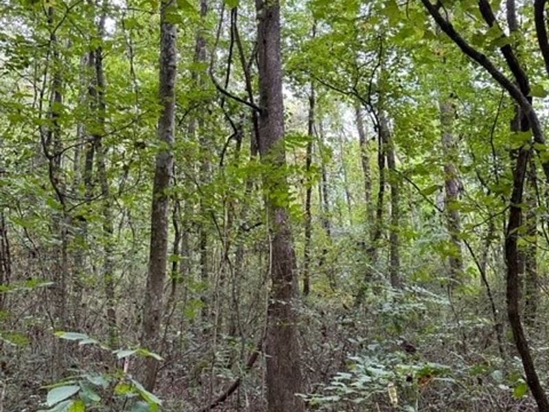 22.5 Acres Unrestricted Wooded Pr : Whitwell : Marion County : Tennessee
