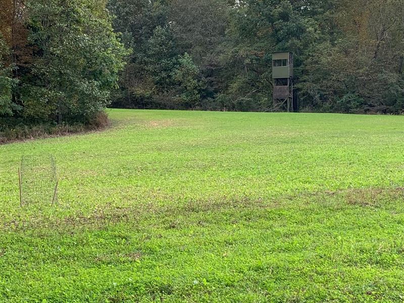 Big Buck Dreaming : Buffalo : Taylor County : Kentucky