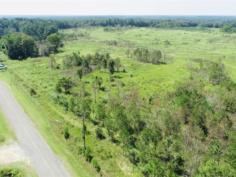 Dooly Longleaf : Byromville : Dooly County : Georgia