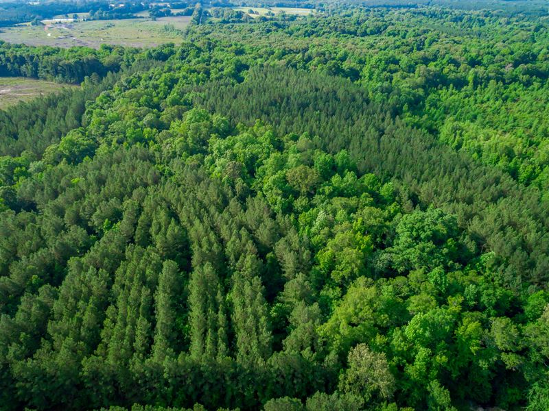 Barr Woods Tract : Saluda : Saluda County : South Carolina