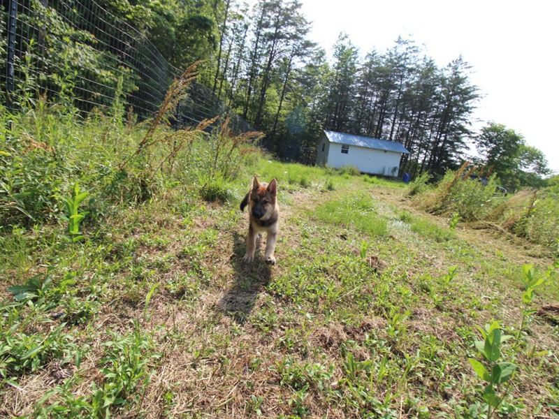 Camping Cabin on 10 Flat Acres : Campton : Wolfe County : Kentucky