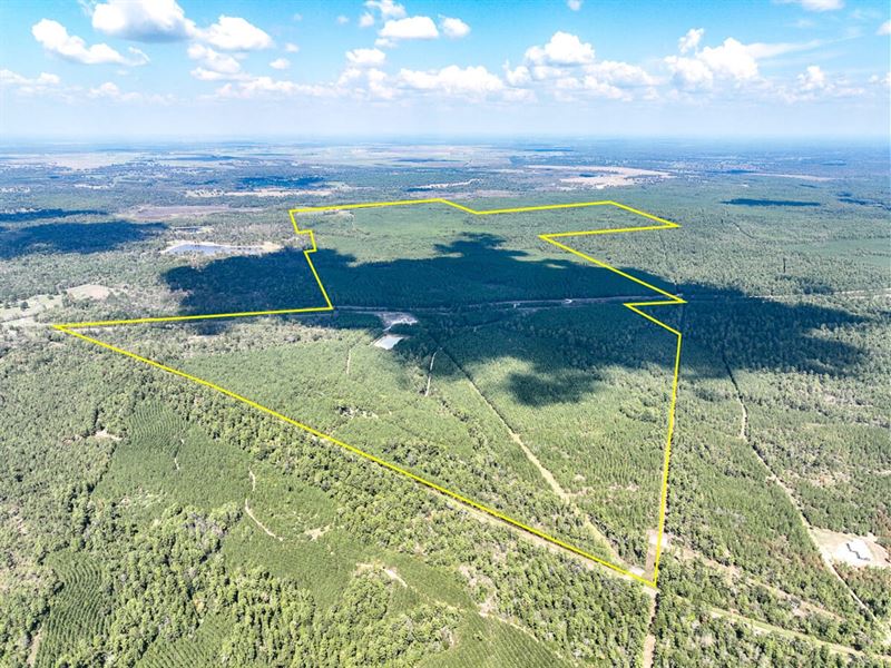 913 Acres, FM 247 T-10 : Huntsville : Walker County : Texas