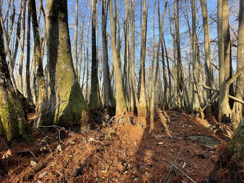 43.31 Acres in Holmes County, MS : Tchula : Holmes County : Mississippi