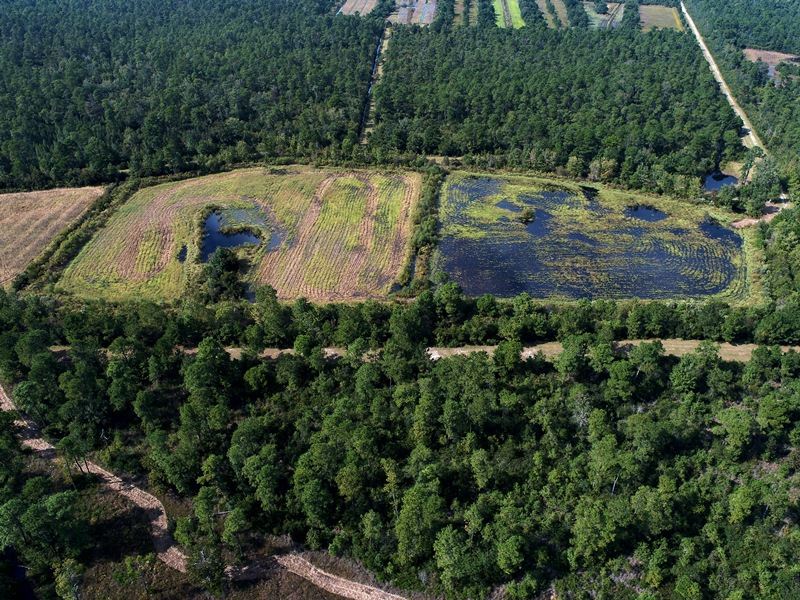 Awesome Hunting Club Opportunity : Burgaw : Pender County : North Carolina