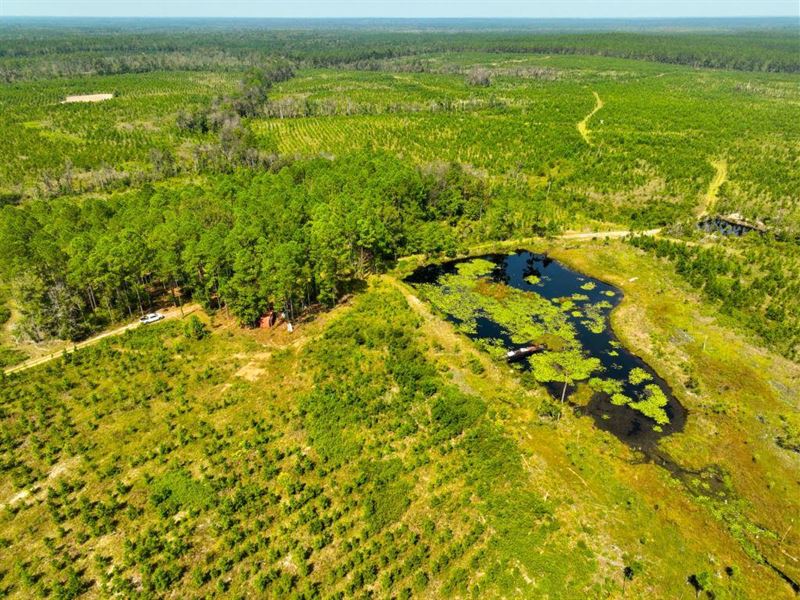 Hilltop Timberland : Hazlehurst : Jeff Davis County : Georgia