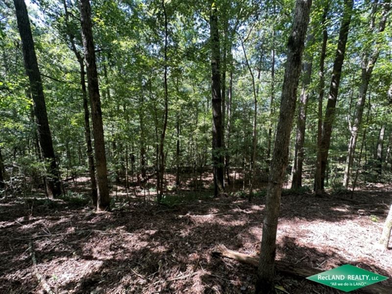 32 Ac, Pine Timberland & Hunting : Bernice : Union Parish : Louisiana