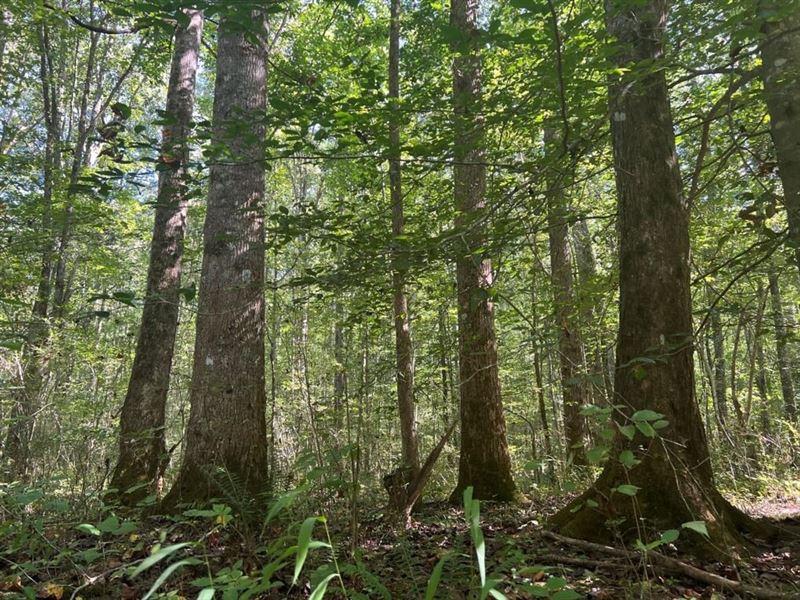 Little Canoe Creek : Ashville : Saint Clair County : Alabama
