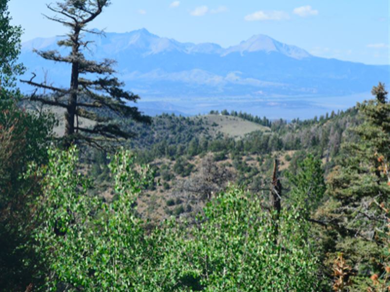 Wooded Views of Mt. Blanca : Fort Garland : Costilla County : Colorado