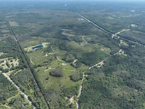 Turkey Scratch Road Timberland : Monticello : Jefferson County : Florida