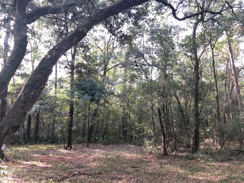 Old Town Hammock Tract : Old Town : Dixie County : Florida