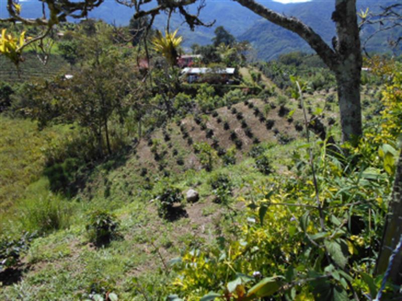 New Coffee Farm, 10 Acres : Orosi Palomo : Costa Rica