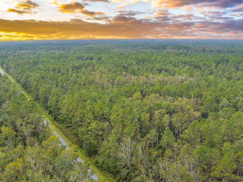 RO Ranch 232 Ac : Mayo : Lafayette County : Florida