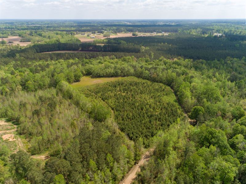 14.45 Acres in Florence County, SC : Johnsonville : Florence County : South Carolina