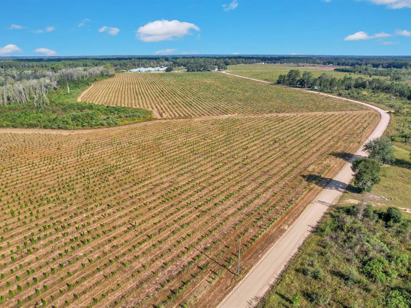 10 Acres, Tract 8, Sellers Rd NW : Baxley : Appling County : Georgia