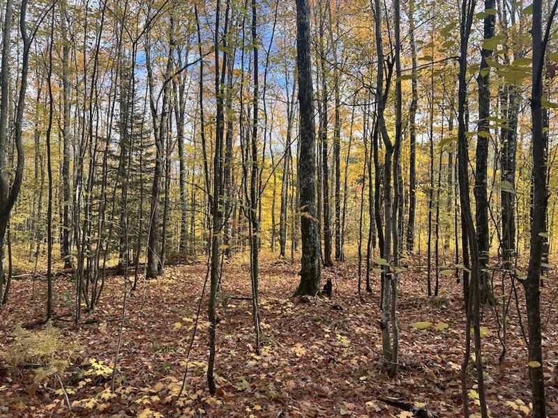 20 Acres Off Obenhoff Road : Atlantic Mine : Houghton County : Michigan