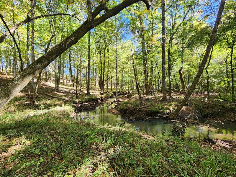 Secluded Hunting Tract : Lafayette : Chambers County : Alabama