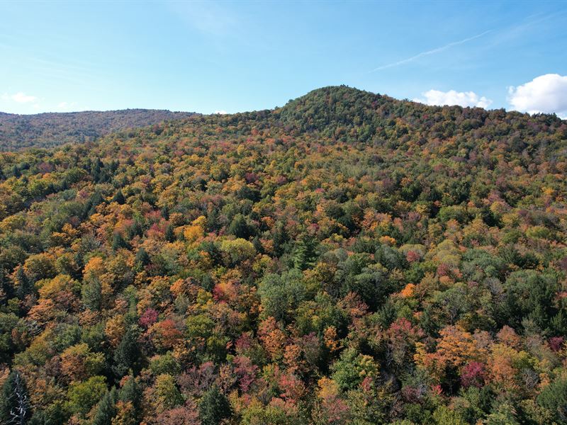 Sculptured Rocks Forest : Groton : Grafton County : New Hampshire