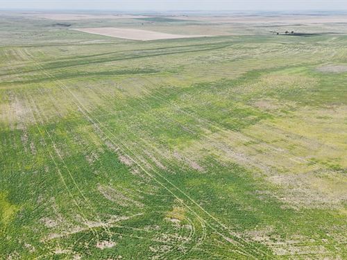 Cheyenne County Dryland Quarter : Saint Francis : Cheyenne County : Kansas