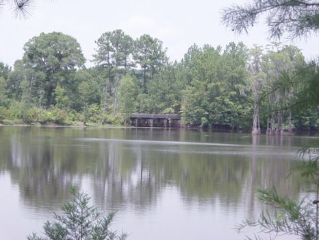 1000 Acres | Cypress Lake Tract : Eastman : Dodge County : Georgia