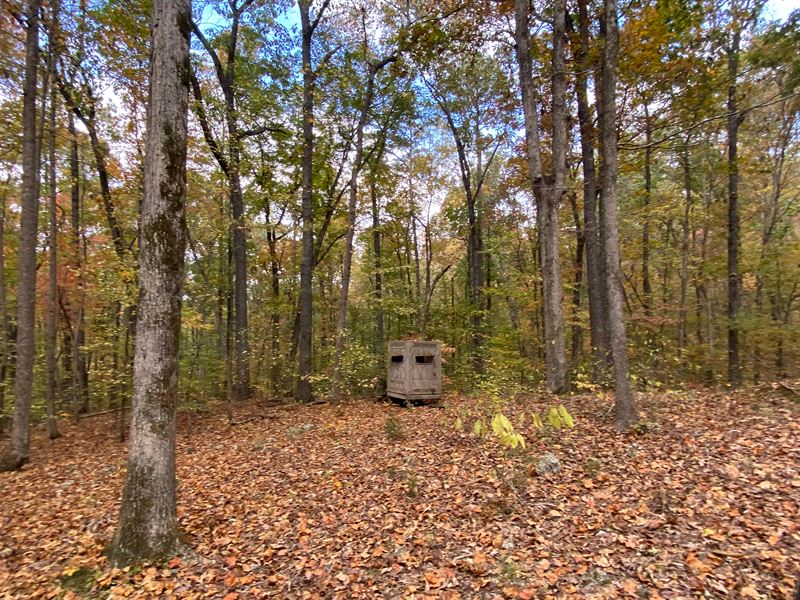 11 Acre Mountain Home Site : Springville : Saint Clair County : Alabama