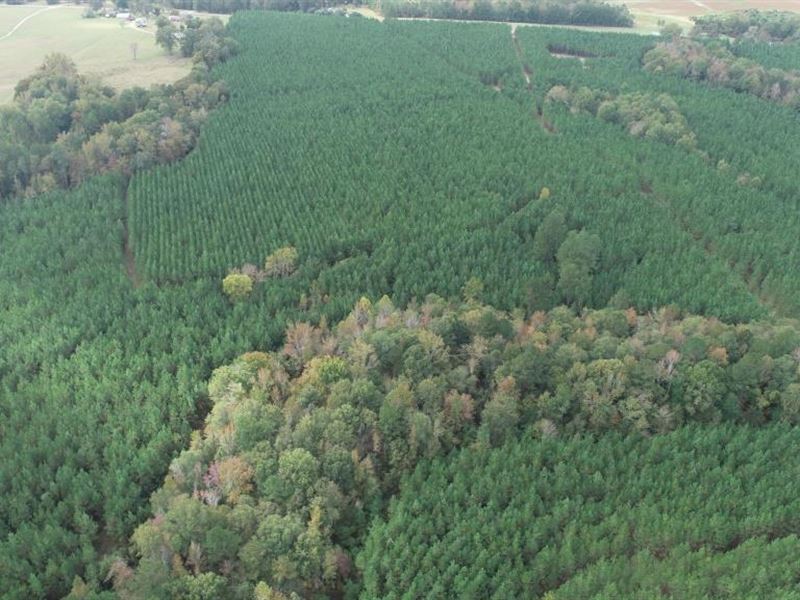 Harrison Pines : Harrison : Washington County : Georgia