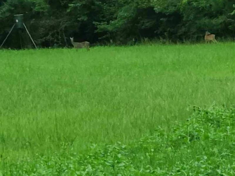 Saline Creek Tract : Goldonna : Natchitoches Parish : Louisiana