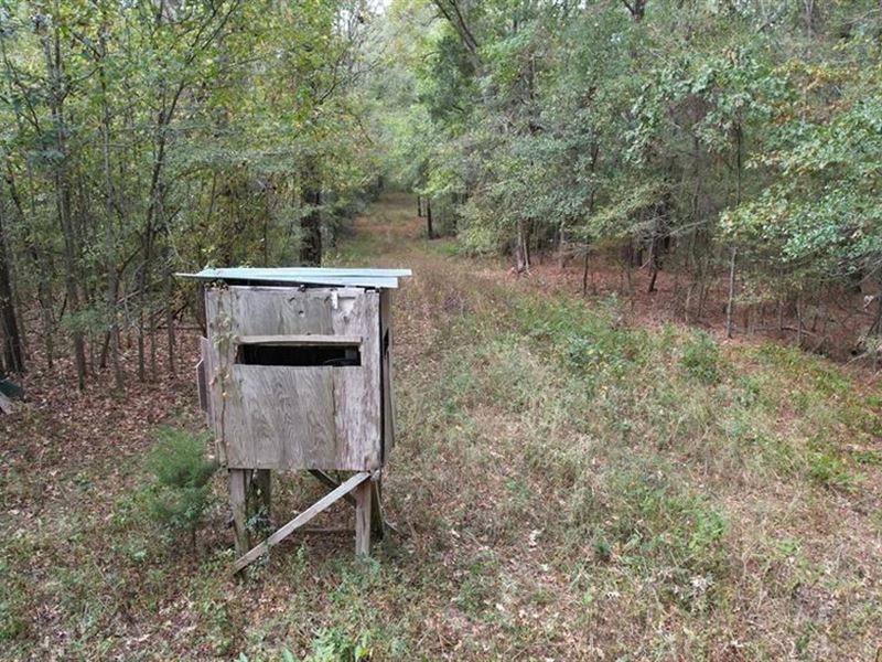 Hunting Land for Sale in Adams Coun : Natchez : Adams County : Mississippi
