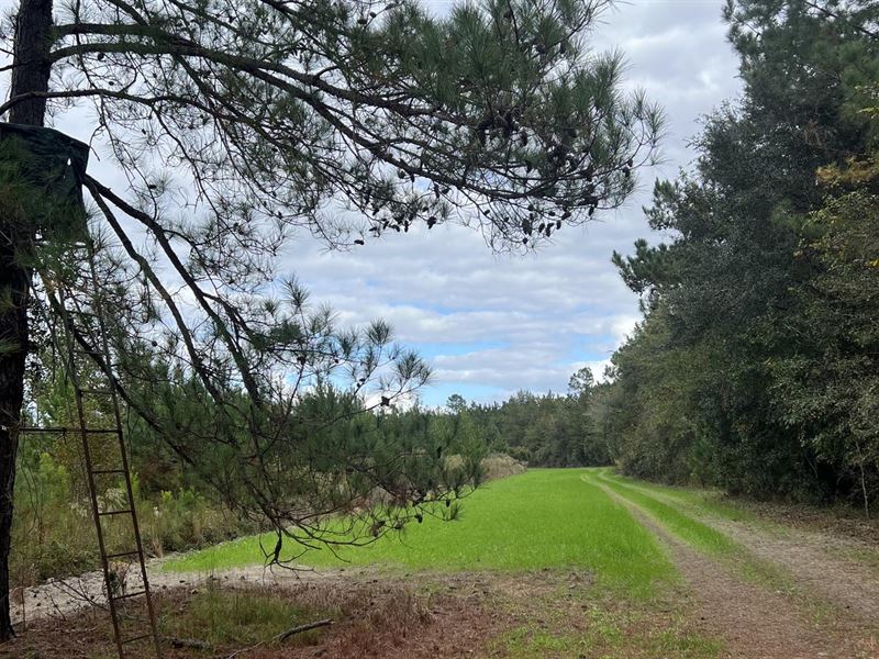 Little Bull Creek Hunting & Timber : Claxton : Evans County : Georgia