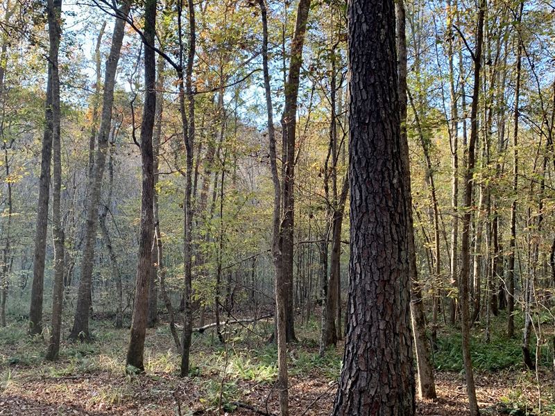 Springfield Road Hunting Tract : Sparta : Hancock County : Georgia