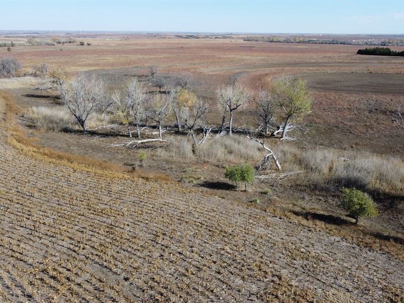 Rooks County Cultivation and Grass : Damar : Rooks County : Kansas