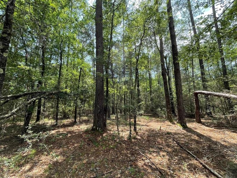 12.3 Acres in Wayne County, Ms, Re : Waynesboro : Wayne County : Mississippi
