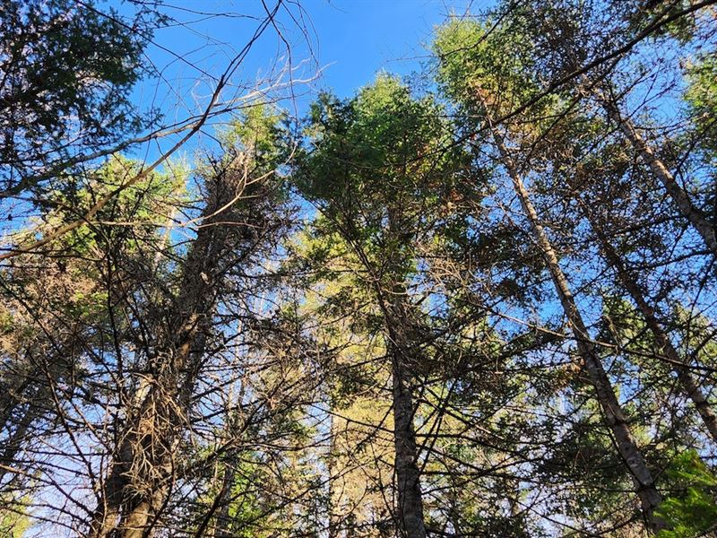 Columbia 640 Acres Route 1 : Columbia : Washington County : Maine