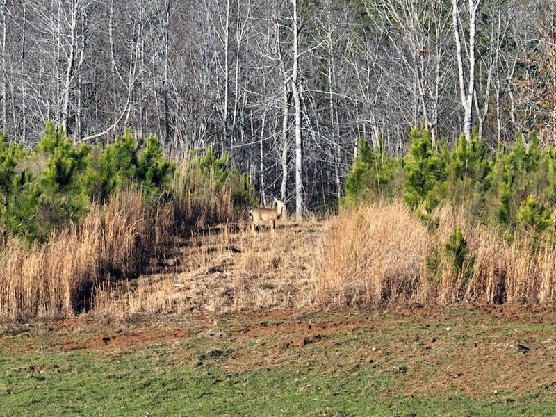Geans Tract : Savannah : Hardin County : Tennessee