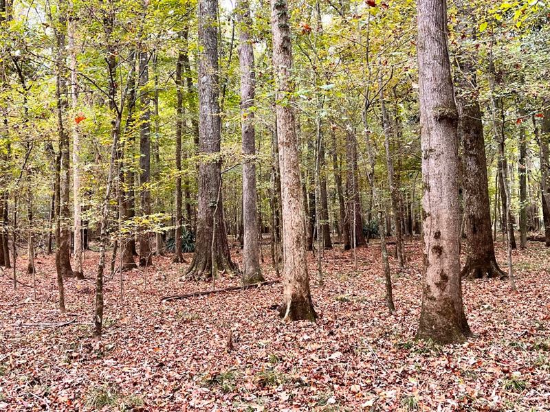 Flint River Corridor Hunting & Timb : Montezuma : Macon County : Georgia