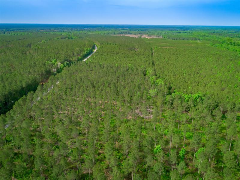 Simpson Creek 96-2 : Loris : Horry County : South Carolina